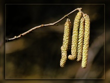 Erste Blüten [KD]