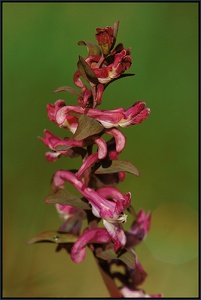 Hohler Lerchensporn (Corydalis cava)