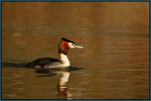 Haubentaucher -Podiceps cristatus-