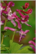 Hohler Lerchensporn (Corydalis cava)