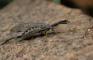 Sie sehen schon recht merkwürdig aus ...