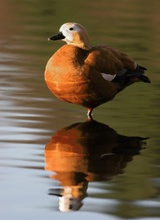 Ruddy Shelduck (ND)