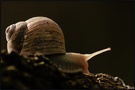 Weinbergschnecke (Helix pomatia Linnaeus)