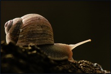 Weinbergschnecke (Helix pomatia Linnaeus)