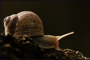 Weinbergschnecke (Helix pomatia Linnaeus)