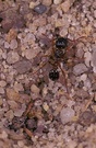 Für diese Knotenameise (Myrmicinae) ...