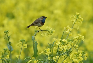 Blaukehlchen......ND