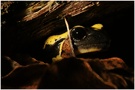 Feuersalamander ND (EBV)