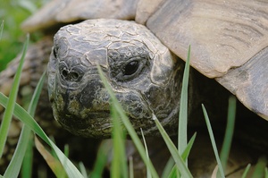 Schildkröte KD