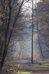 Waldweg