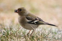 Buchfink (Fringilla coelebs) ND