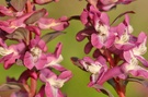 Hohler Lerchensporn (Corydalis cava)