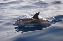 junger Zügeldelfin (Stenella frontalis) ND