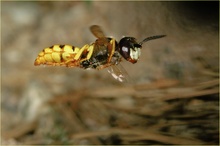 KD Bienenwolf im Flug