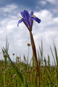 Mittags-Schwertlilie (Gynandriris sisyrinchium) - ND