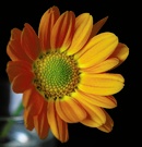 EBV: Gerbera