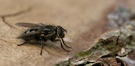 ND: Fliege