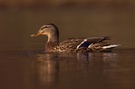 Brown Duck [ND]