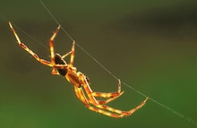 Dieses Männchen der Gartenkreuzspinne (Araneus diadematus) ...