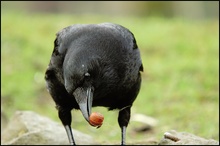 Rabenkrähe (Corvus corone corone)