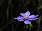 Leberblümchen im Huy / ND