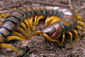 Gürtelskolopender (Scolopendra cingulata) - KD