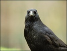 Rabenkrähe (Corvus corone corone)