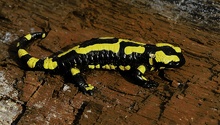 Feuersalamander ND