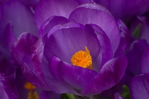 Krokus violett (Crocus sativus) EBV