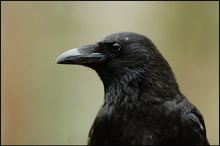 Rabenkrähe (Corvus corone corone)