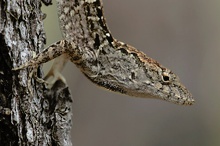 Rotkehl-Anolis ND