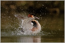 Haubentaucher (Podiceps cristatus)