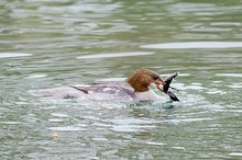 Gänsesäger und Aal [ND]