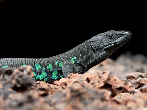 Galliota atlantica - Lanzarote / Guinate ND