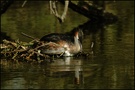 Haubentaucher --Podiceps cristatus--