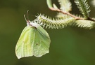 ND: Schmetterling