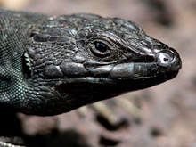 Galliota atlantica - Lanzarote Portrait ND