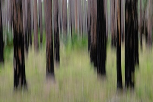 Linien im Wald
