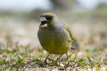 Grünfink (Carduelis chloris) EBV