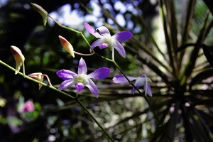 orchids    ND