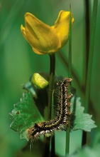 Diese Raupe der Grasglucke oder Trinkerin (Euthrix potatoria)...