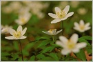 Buschwindröschen (Anemone nemorosa)