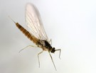 Eintagsfliege