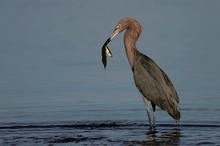 Im Trüben fischen (ND)