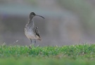 Regenbrachvogel ND