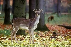 Rehbock Wildpark