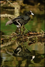 Blässralle (Fulica atra)