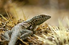 California Side-blotched Lizard [Uta stansburiana elegans]