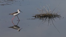 Stelzenläufer (Himantopus himantopus) - ND