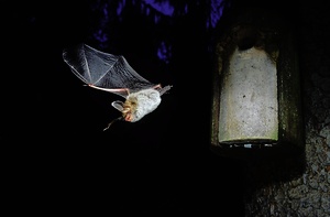 Bechsteinfledermaus (Myotis bechsteinii) beim Ausflug ...